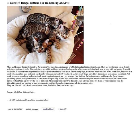 Craigslist chicago kittens. Things To Know About Craigslist chicago kittens. 